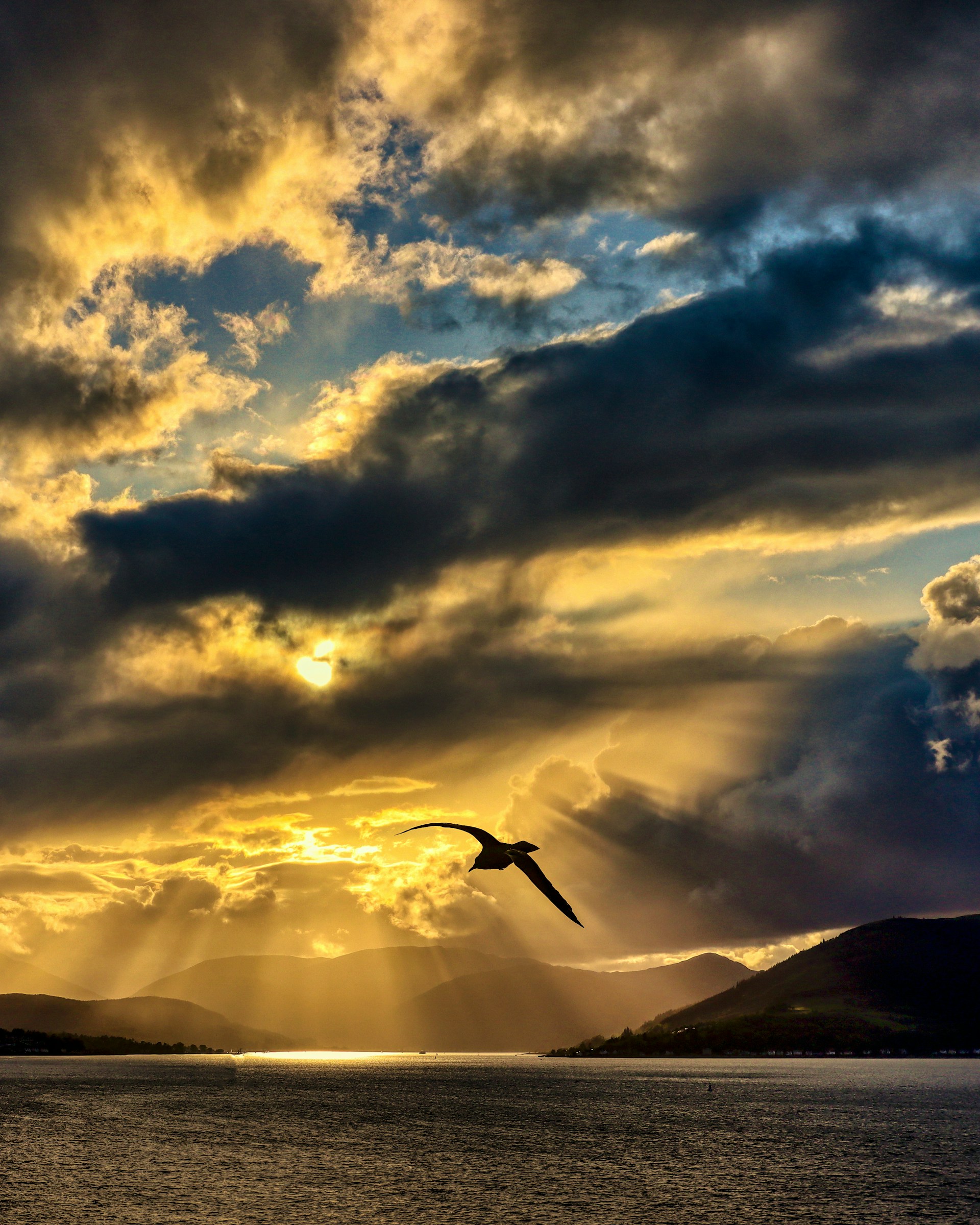 a bird flying in the sky