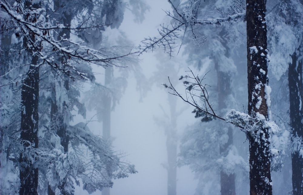 trees in a snowy forest