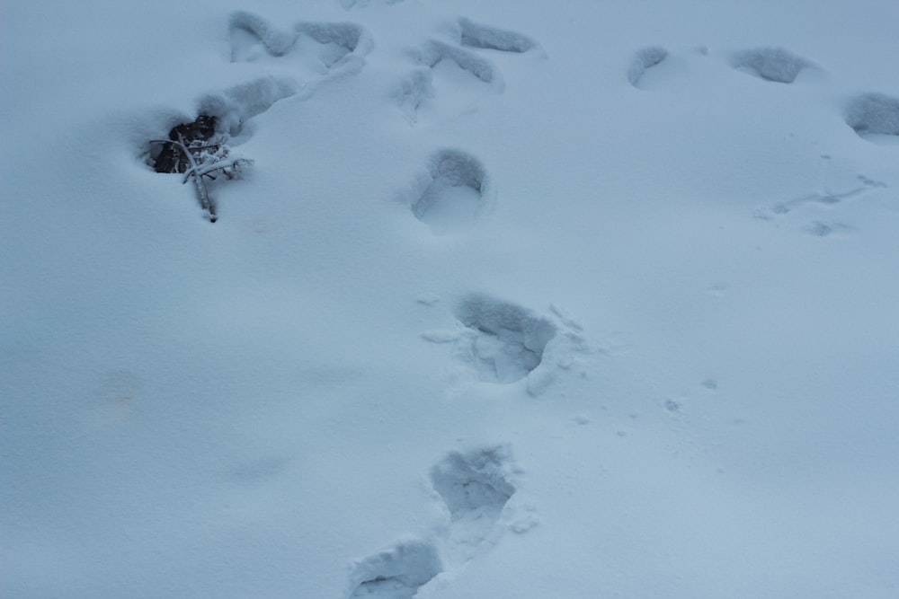 a group of footprints in the snow