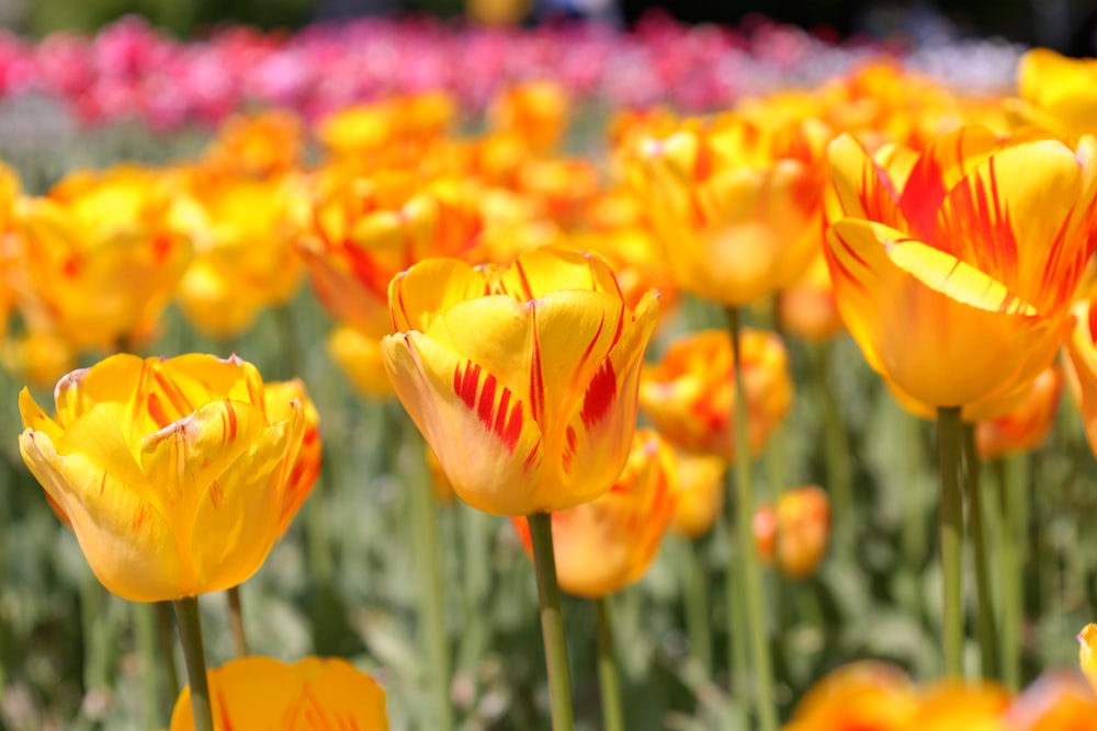 a group of orange flowers