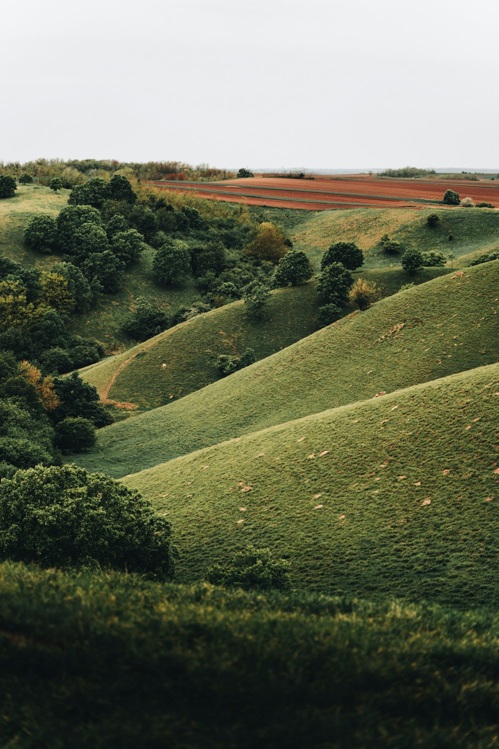 a large green field with trees