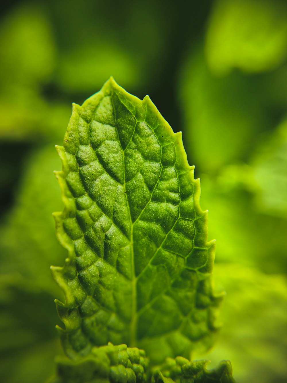 a close up of a green leaf