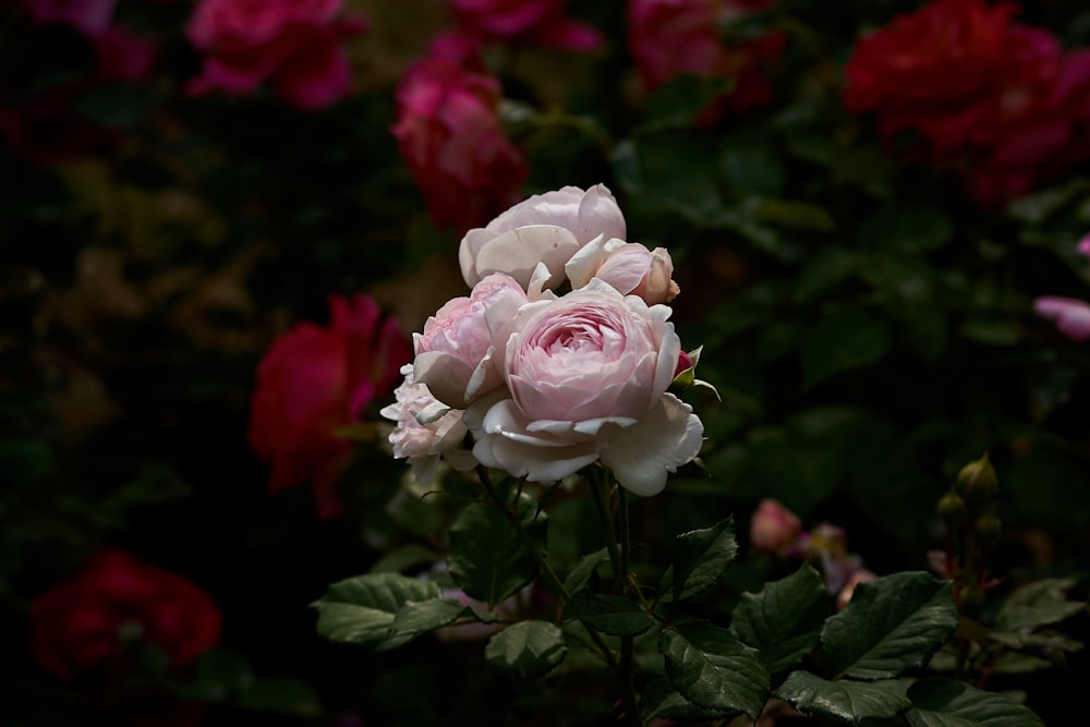 a group of flowers