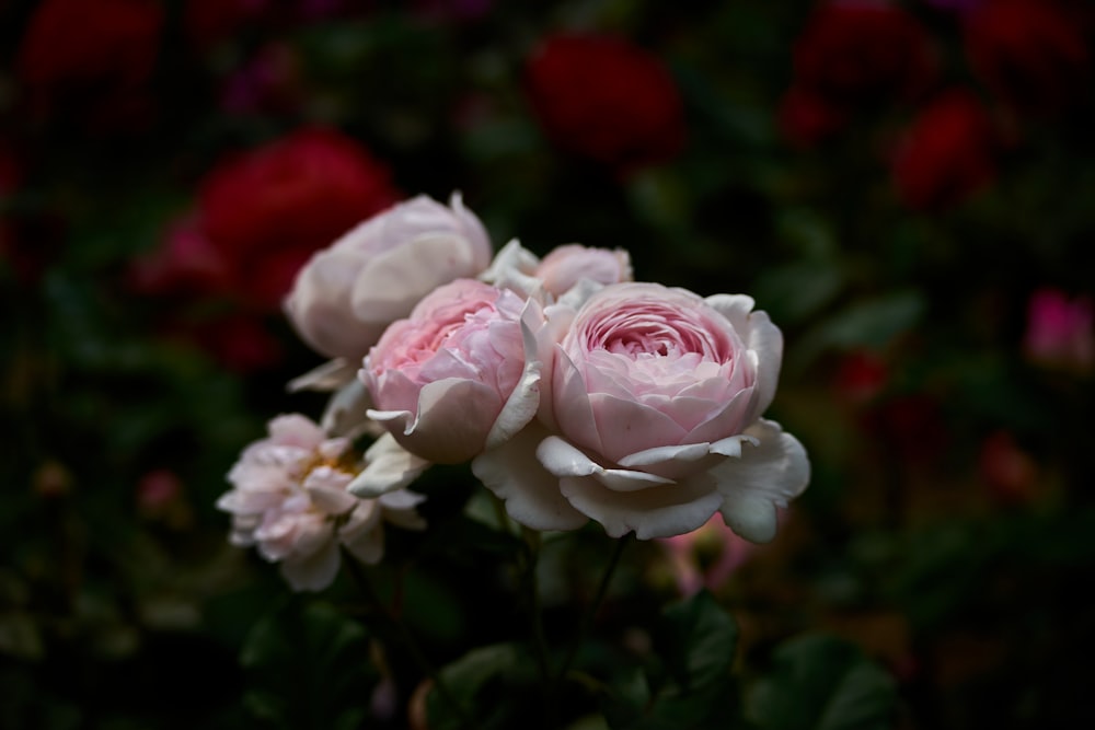 a group of flowers