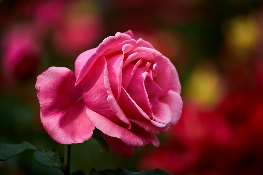 a pink flower with green leaves