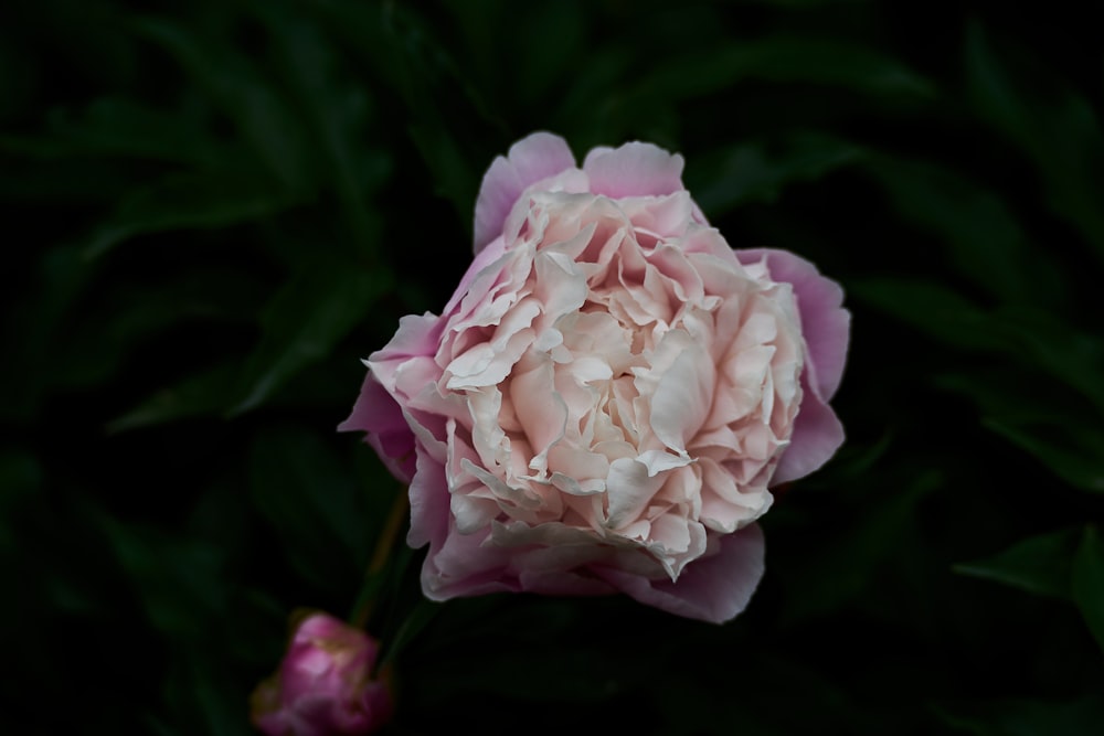 a close up of a flower