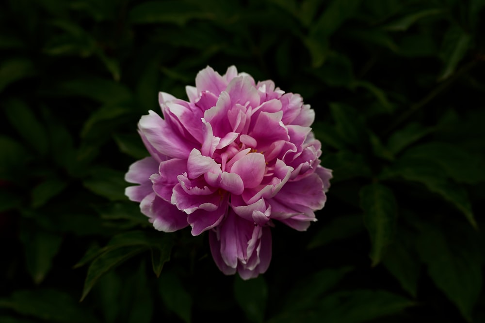 a purple flower with green leaves