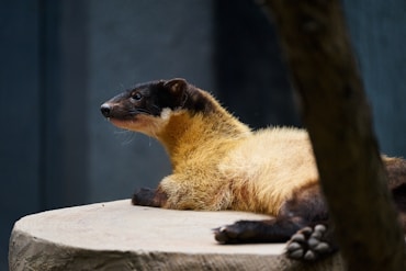 a raccoon sitting on a rock