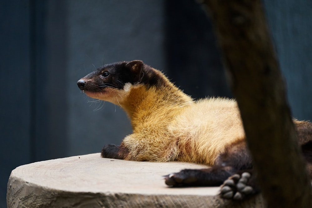 a raccoon sitting on a rock