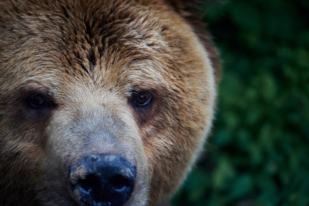 a brown bear with black nose