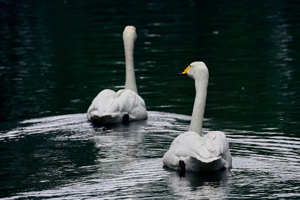 a group of swans swimming in water