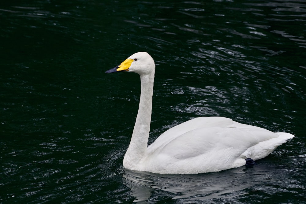 a white swan swimming in water