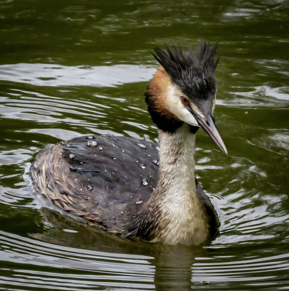 a duck swimming in water