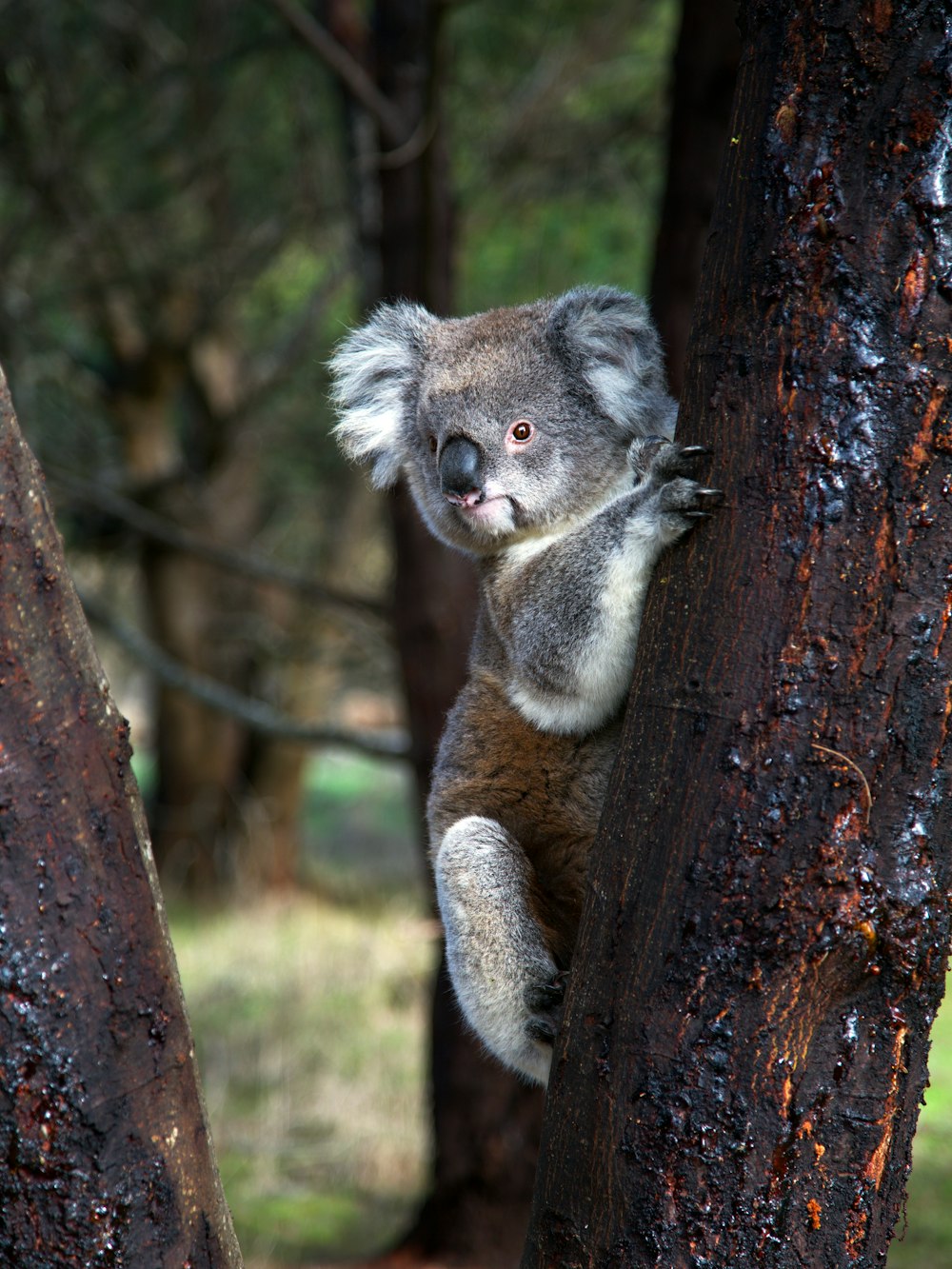 a koala bear climbing a tree