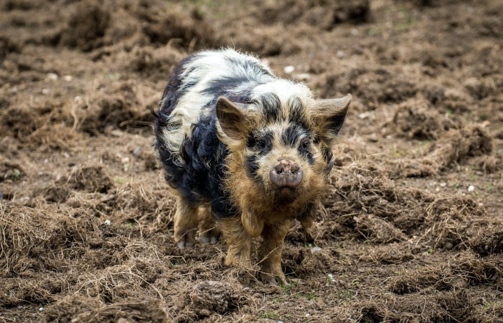 um porco em pé em um campo