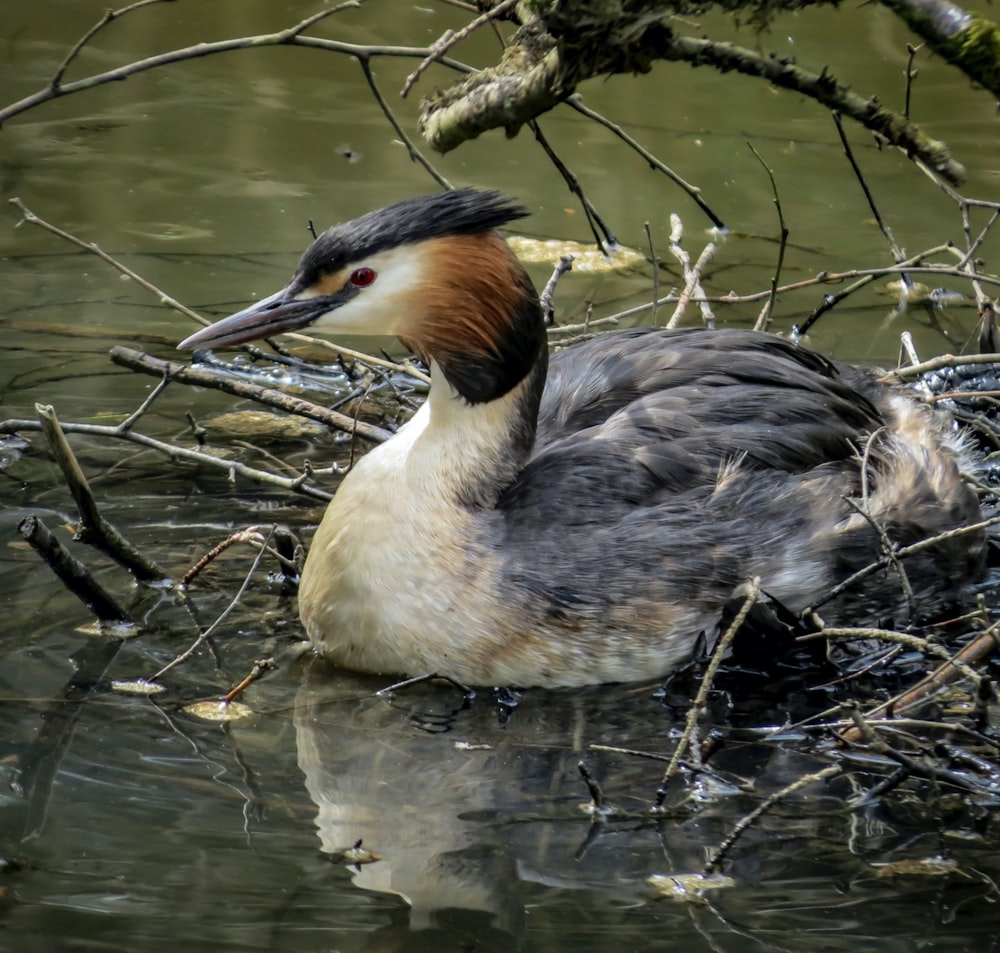 a bird in the water