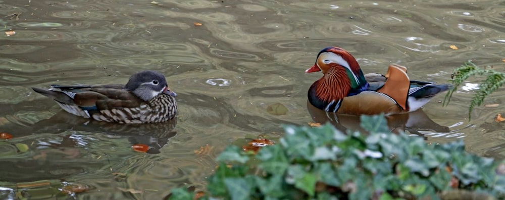 two ducks in a pond