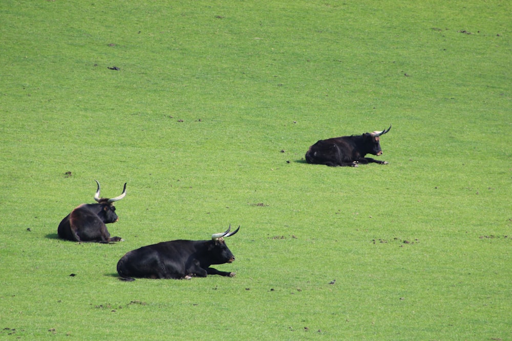 a group of animals lay in a grassy field