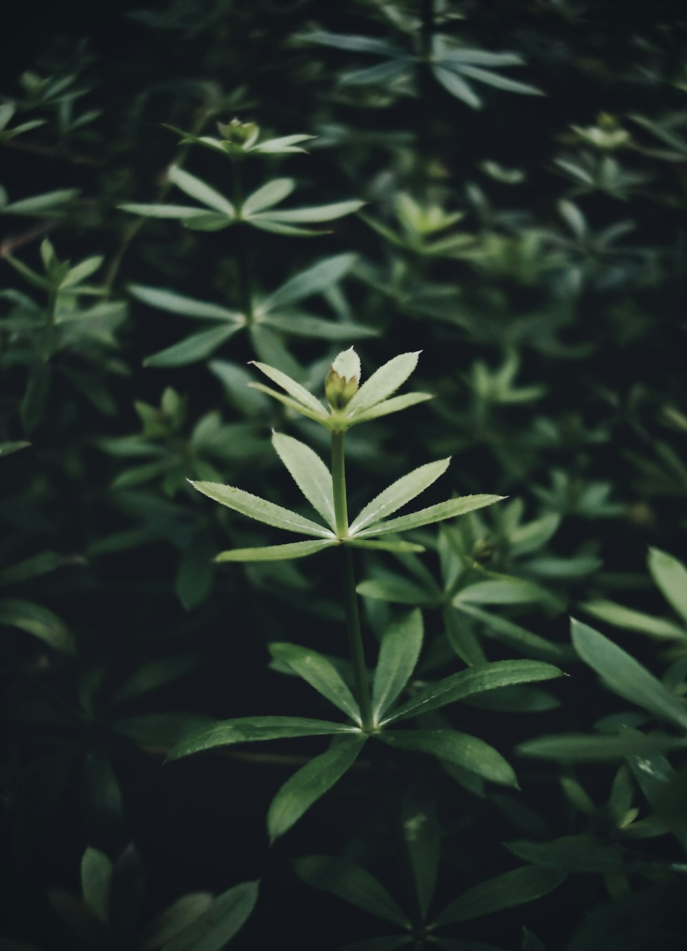 a close-up of a plant