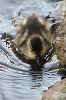 A playful duck swimming near the edge of a small pond on the safari meadow.