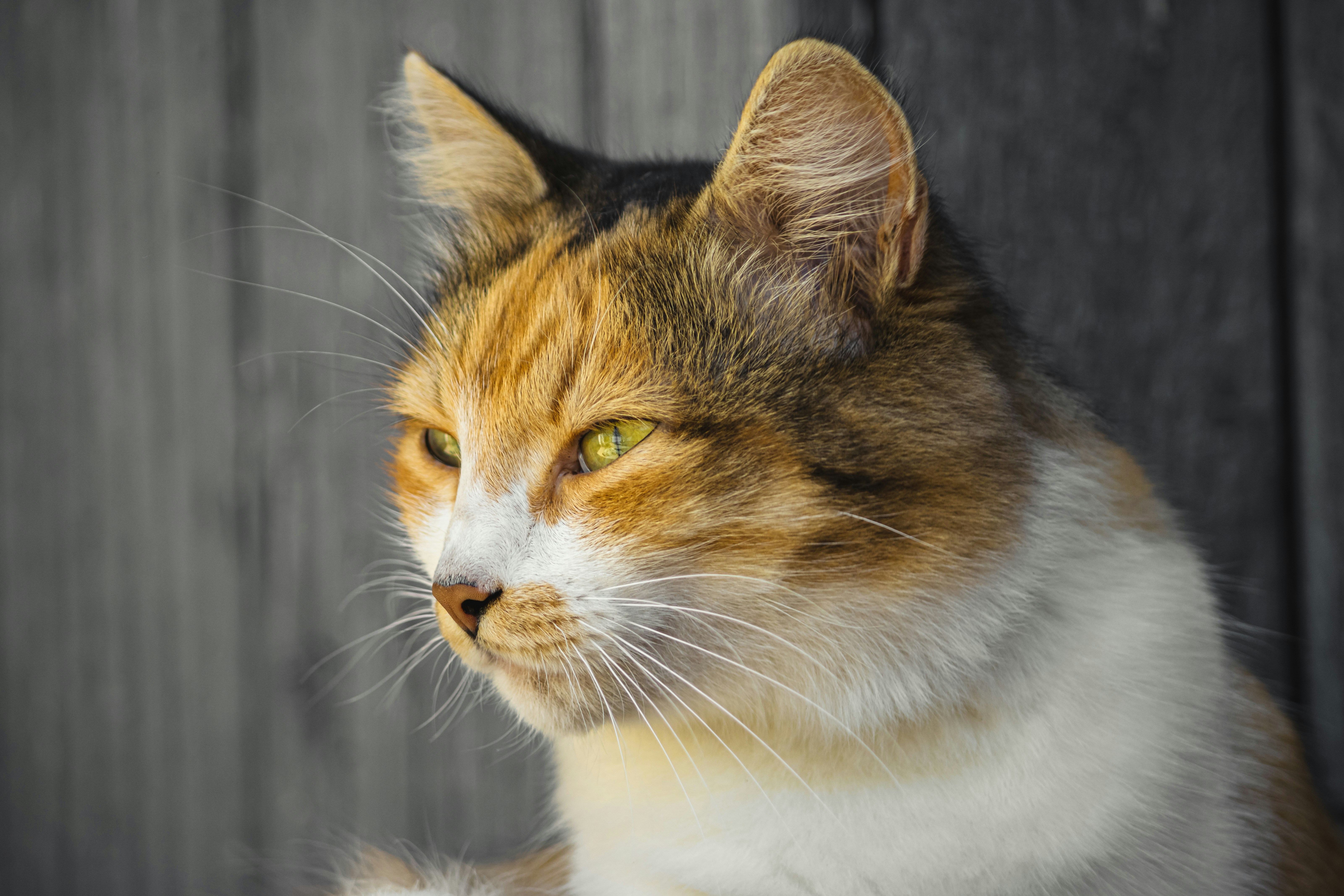 Preventing and Treating Ear Mites in Cats
