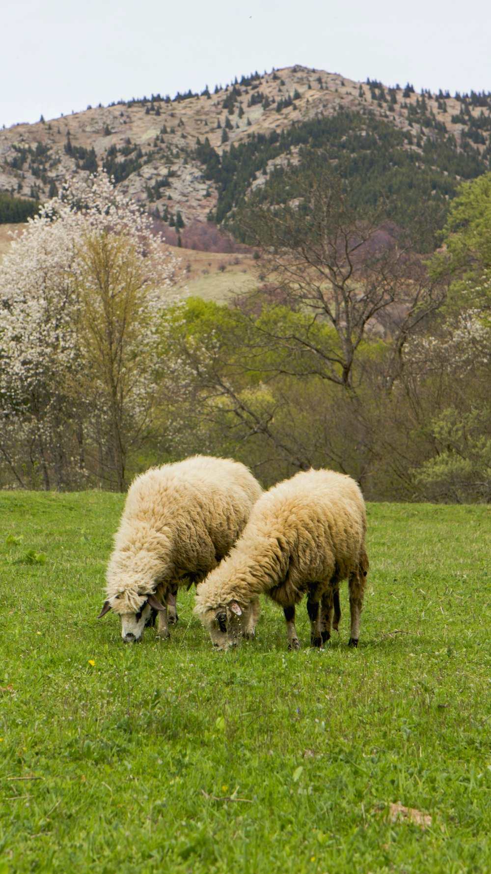 野原で放牧する羊