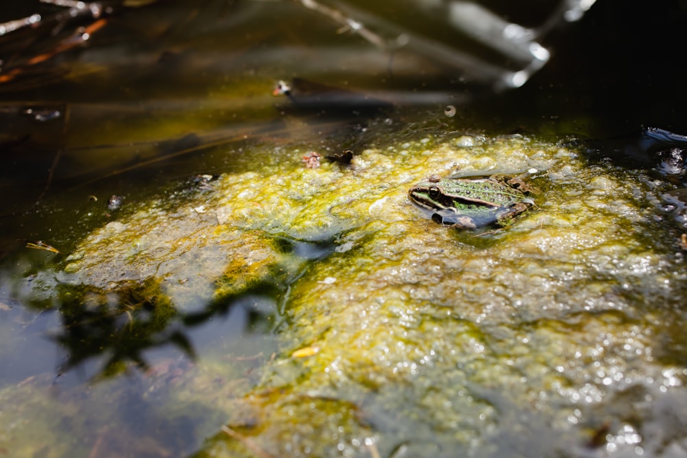 a group of alligators in the water