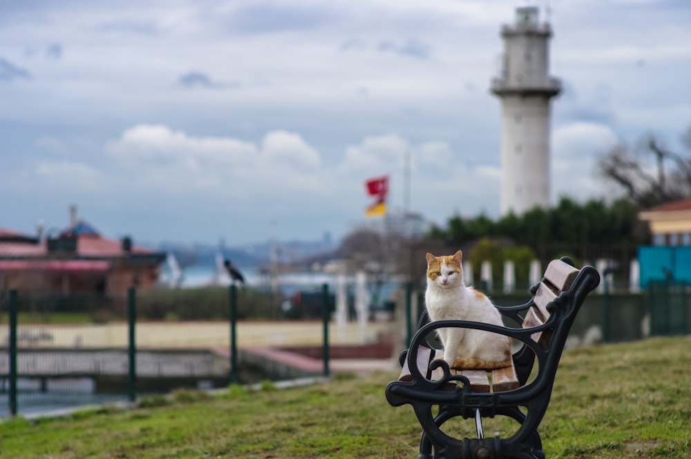 a cat sitting on a chair