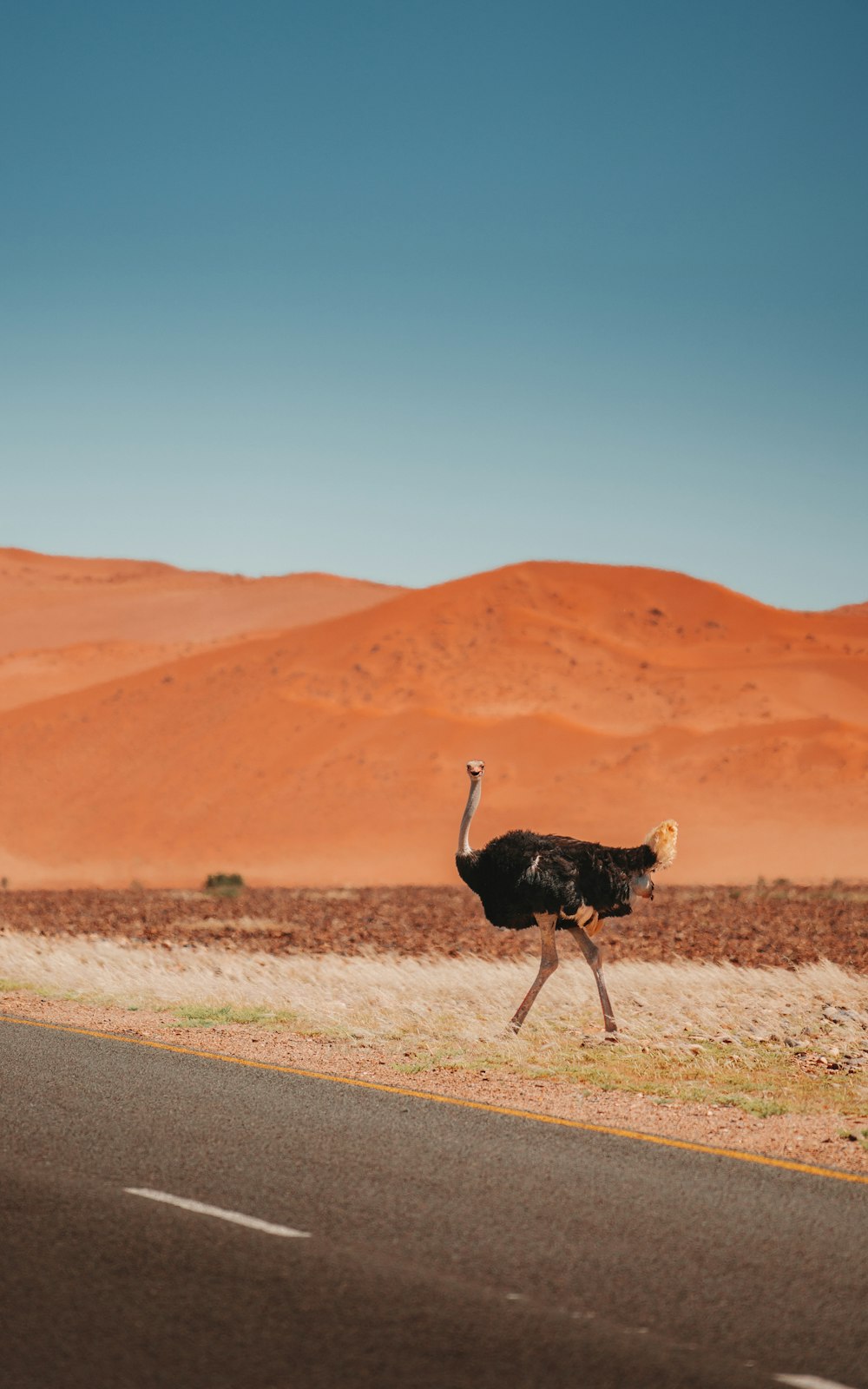 a bird walking across a road