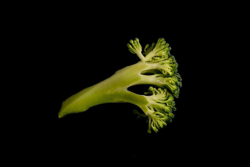 a green plant with a black background