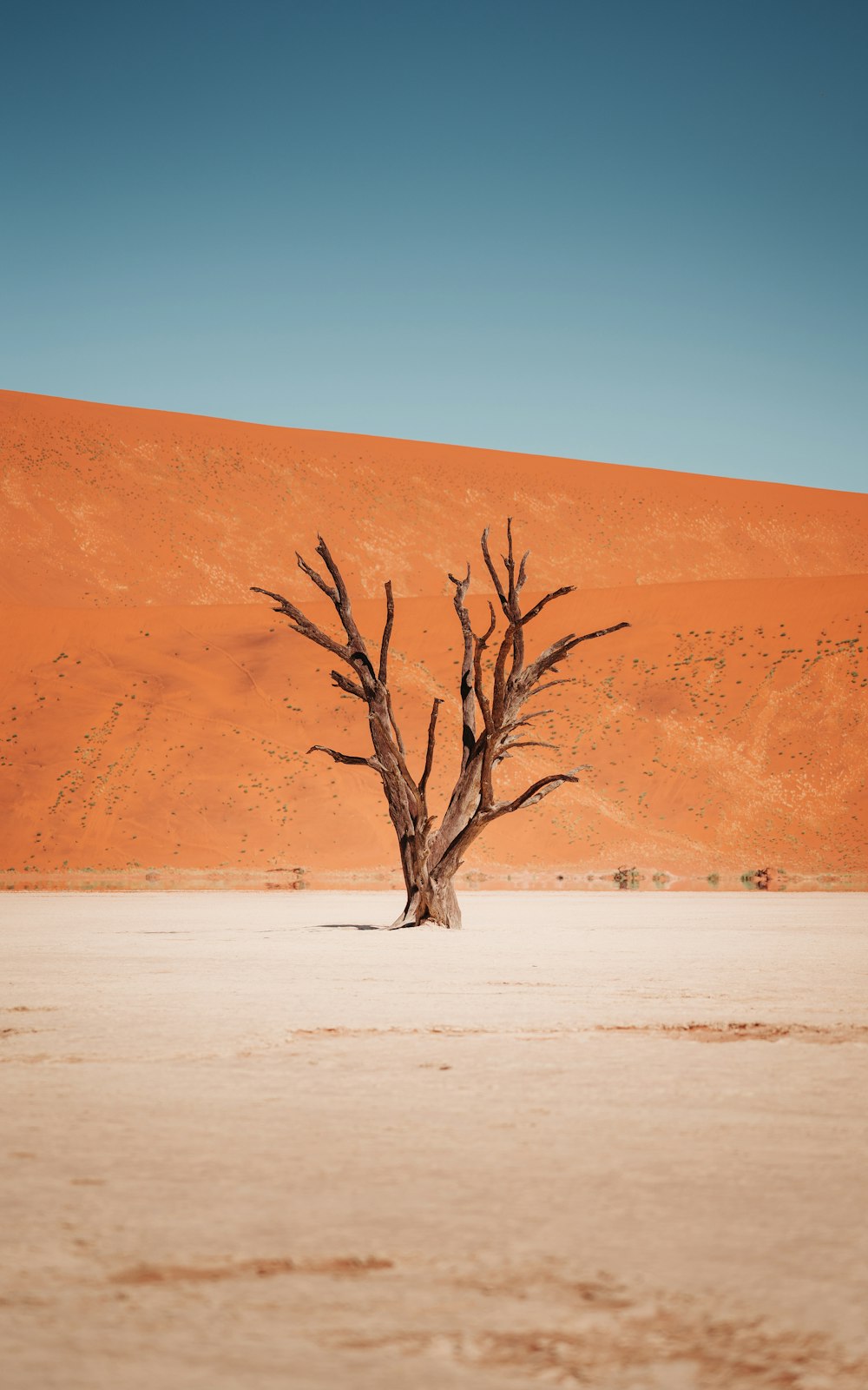 uma árvore em um deserto