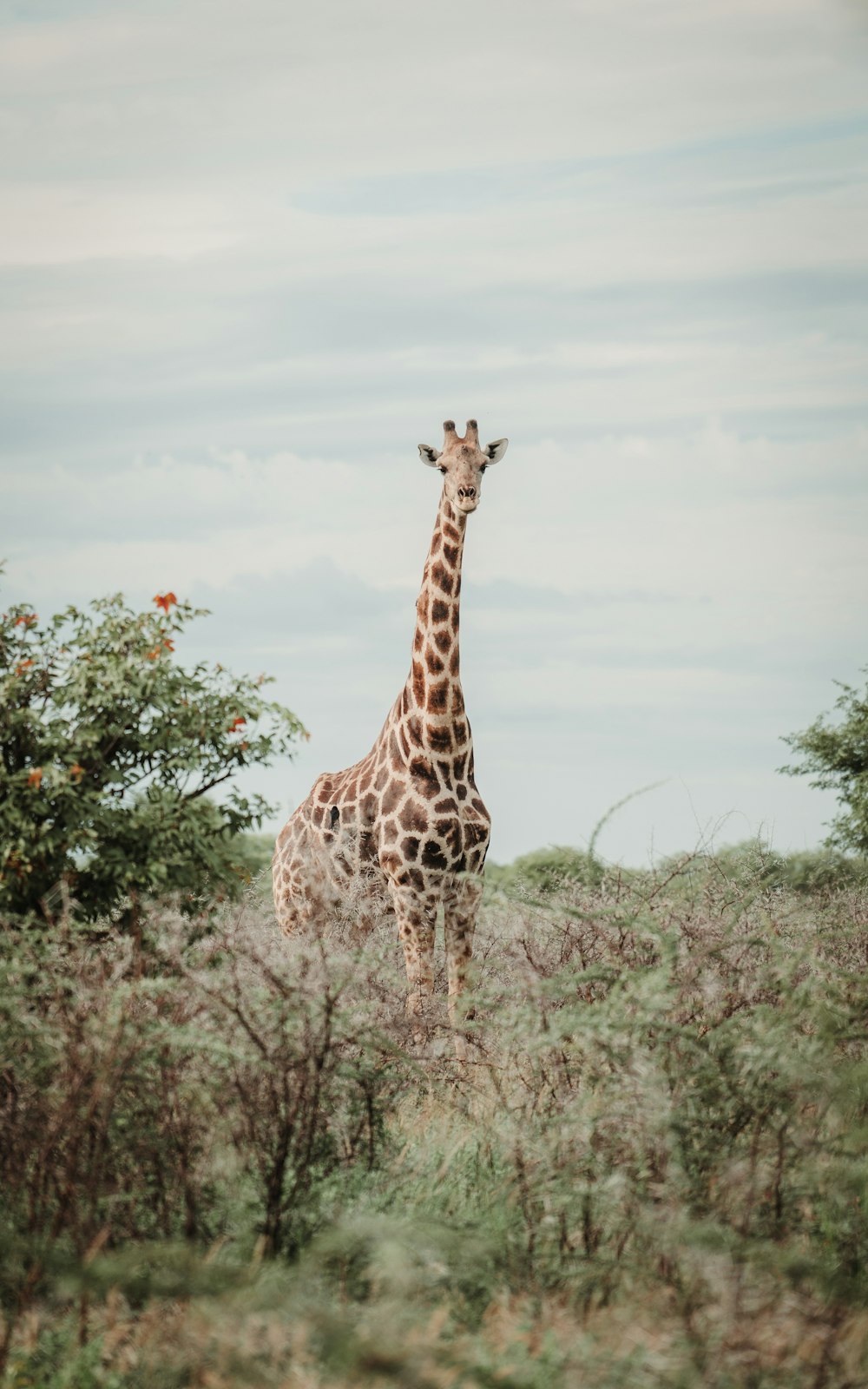 a giraffe standing in a field