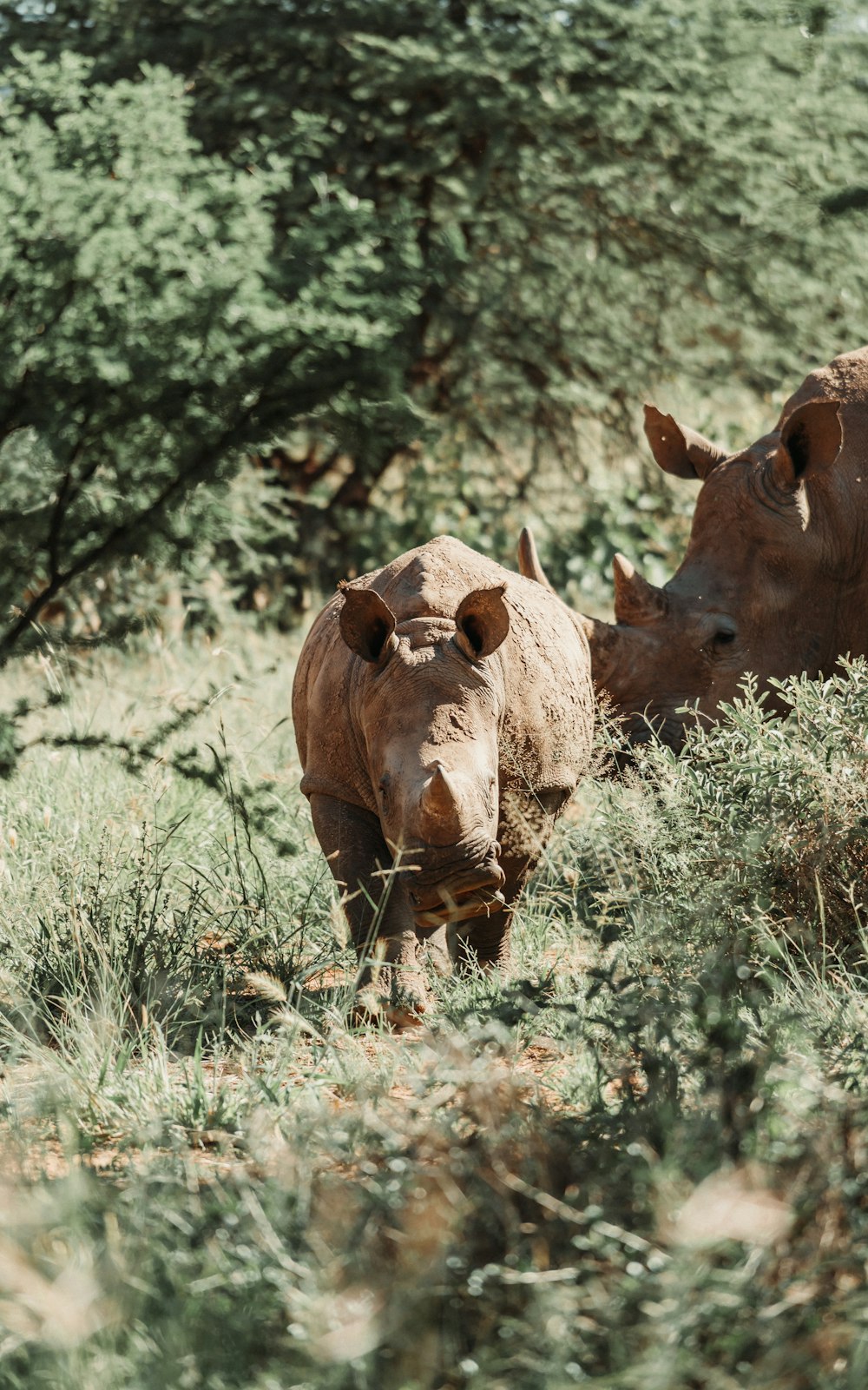 a couple of cows stand in a field