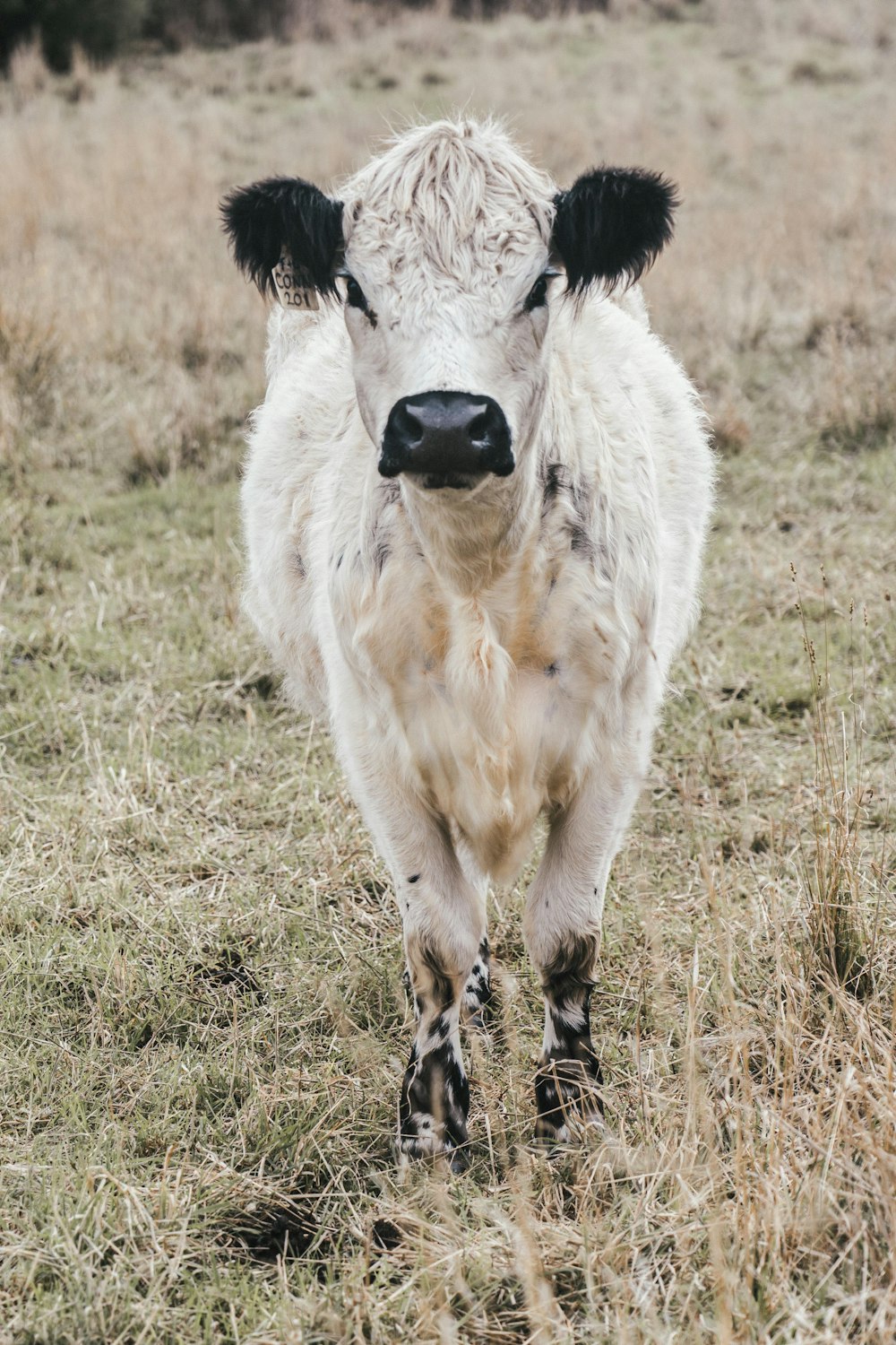 a cow running in a field
