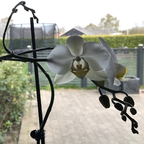 A close-up of a white orchid bloom with intricately shaped petals and a detailed center. The flower is attached to a dark stem, supported by a black stake. Behind the orchid, in the background, is a blurred view of a garden with greenery and a structure resembling a netted enclosure.