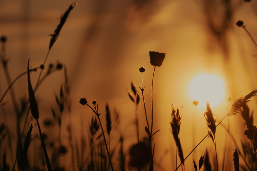 a field of wheat with the sun in the background