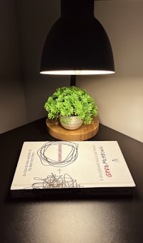 An overhead lamp illuminates a small green plant in a pot placed on a wooden base. In front of the plant, there is a book titled 'Essencialismo' by Greg McKeown on a dark tabletop.