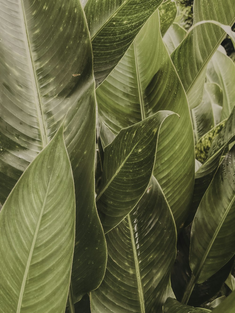 a close-up of a plant