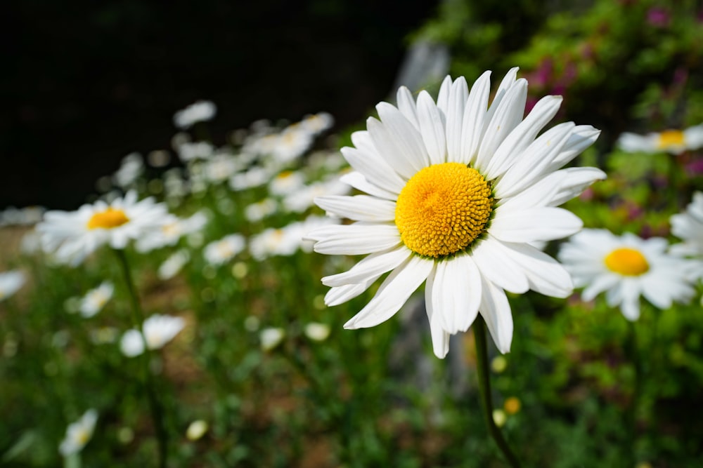 a white flower with yellow center