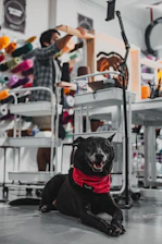 a dog sitting on the floor