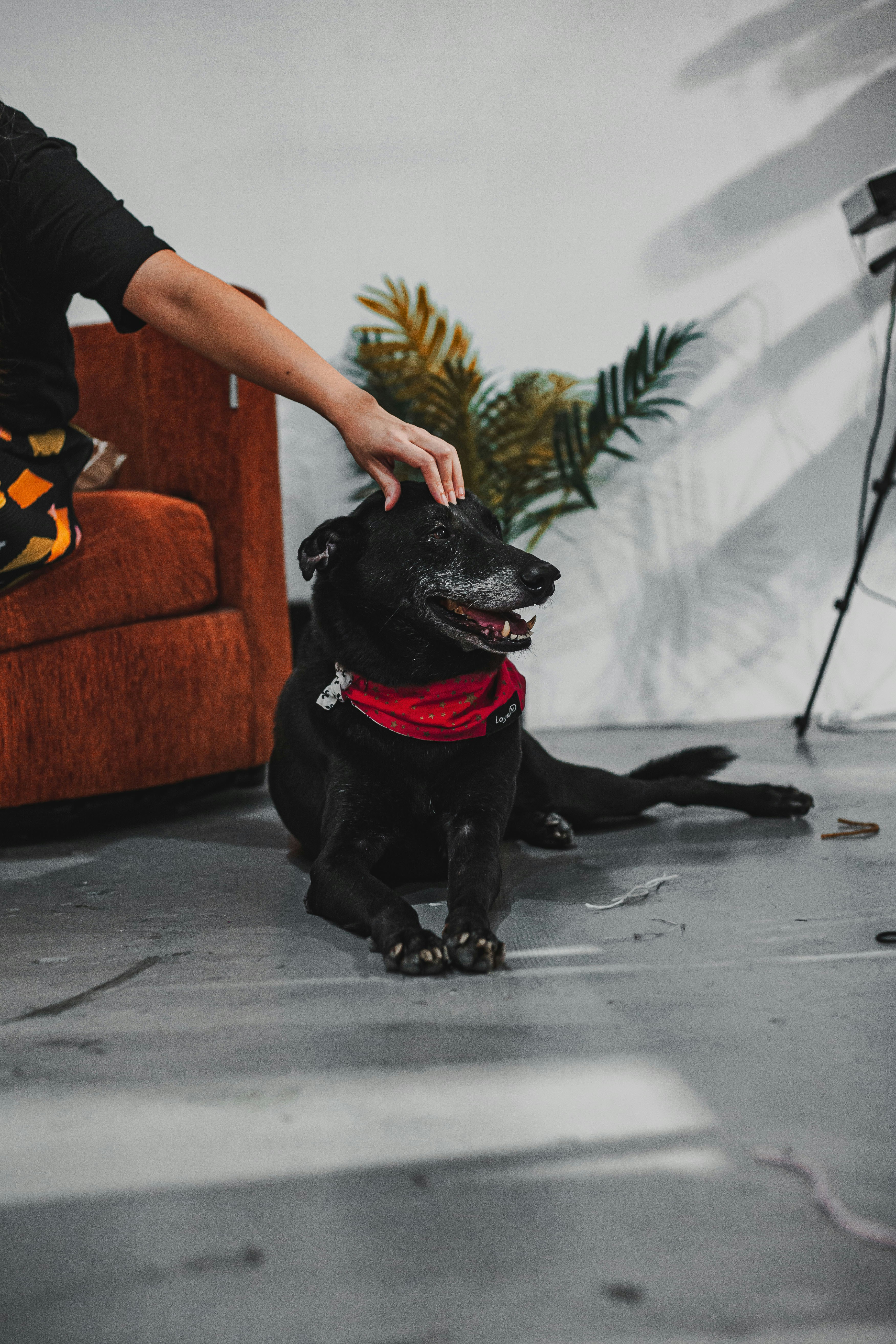 a person petting a dog