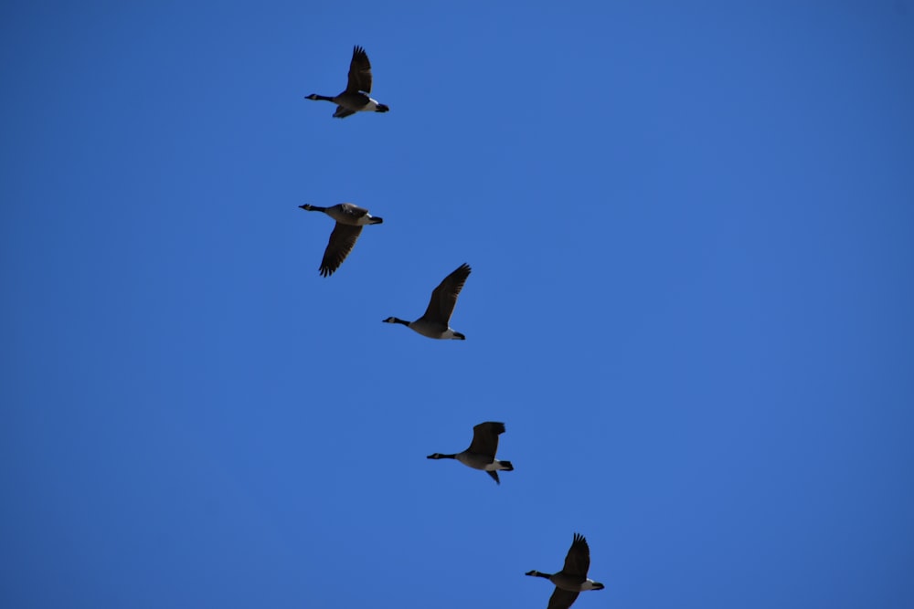 Un gruppo di uccelli che volano nel cielo