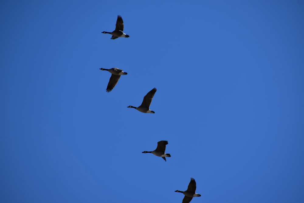 a group of birds flying in the sky