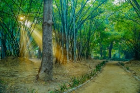 A serene forest scene featuring a pathway lined with lush bamboo trees. Sunlight filters through the canopy, casting golden rays onto the forest floor. The ground is covered with dry leaves and plants border the pathway, adding to the dense greenery.