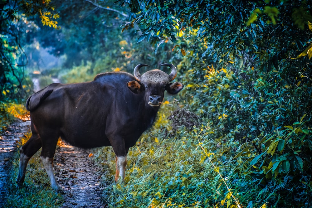 a cow standing on a path