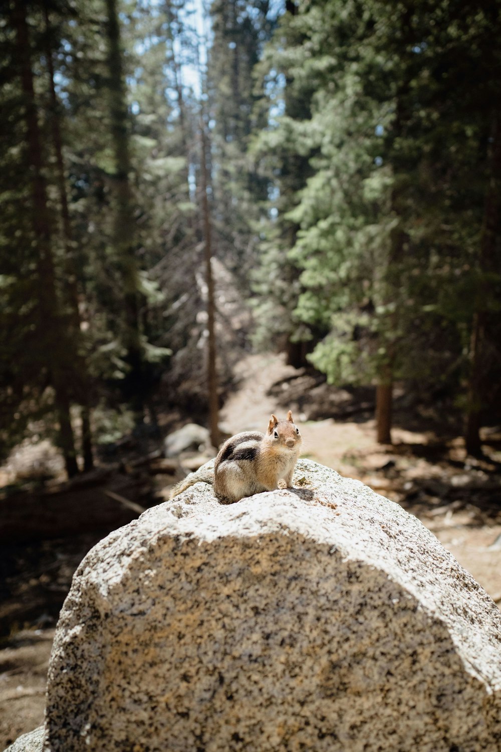Zwei Eichhörnchen auf einem Felsen