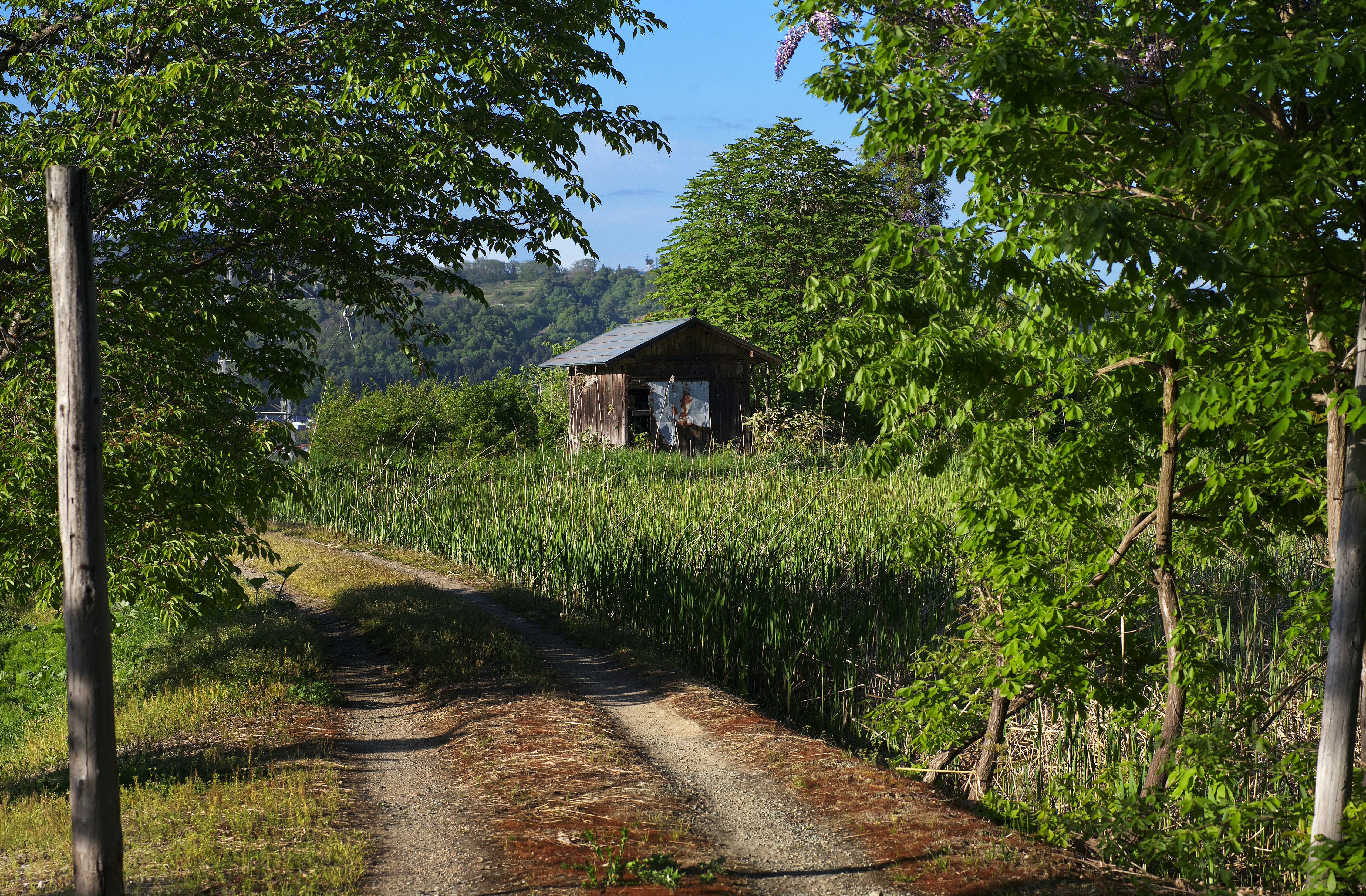 a dirt road leading to a small shack in a grassy area