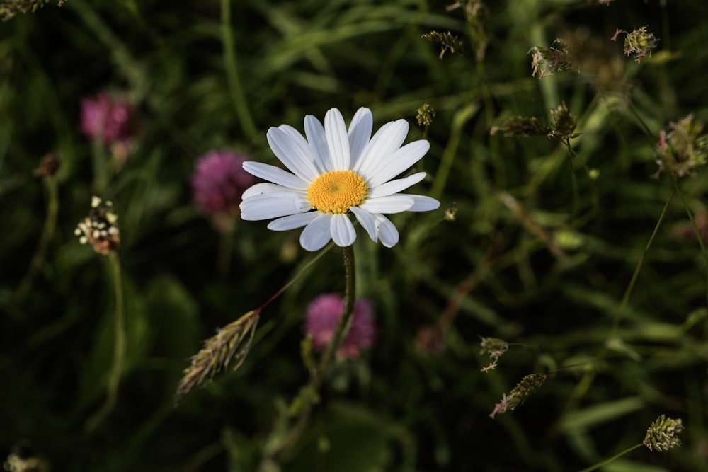 une fleur blanche et jaune