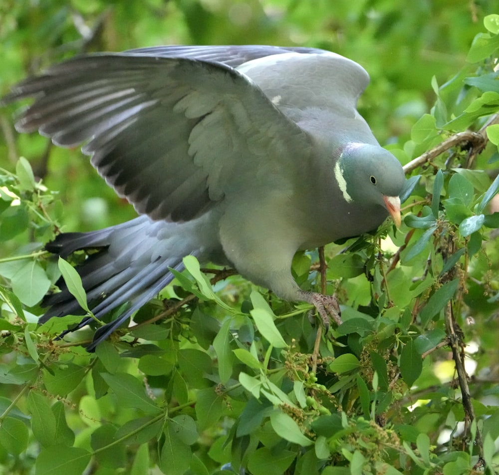 a bird flying over plants