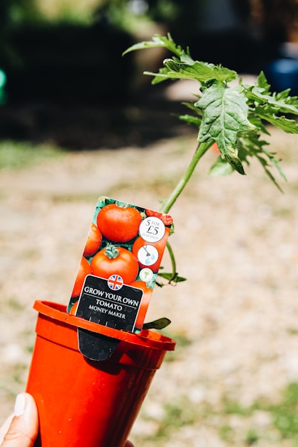 Growing peppers containers balcony: step-by-step visual example
